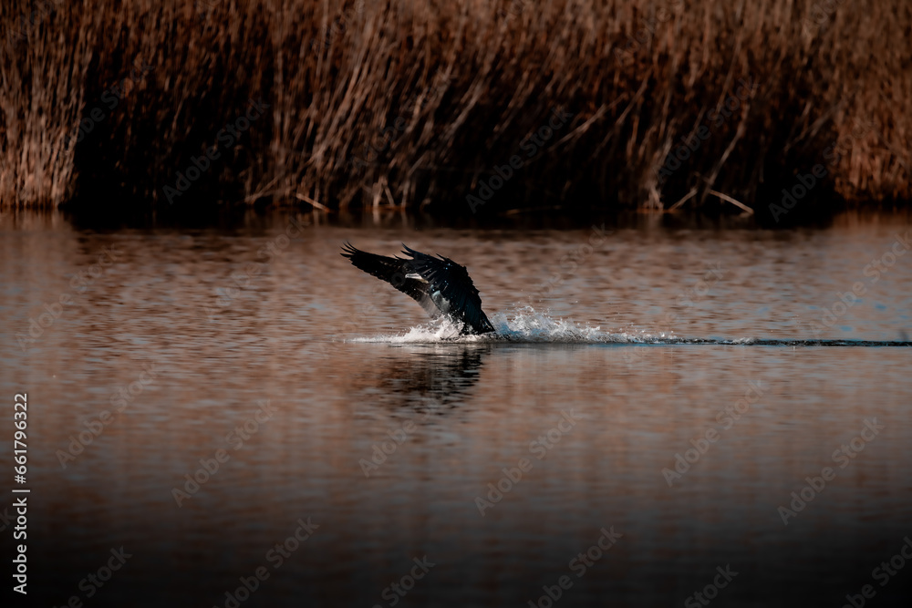 Naklejka premium cormorán aterrizando en el pantano