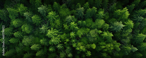 Top view of green forest