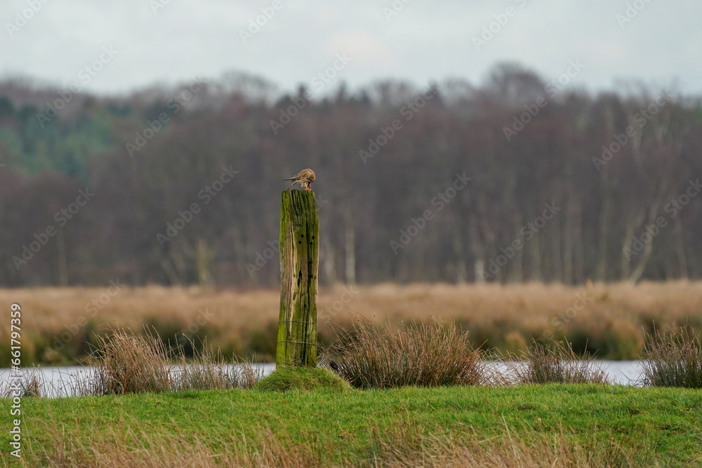 Beautiful bird of prey, falcon sits on a dry branch in search of prey. Bird watching, similar falcons, natural background, forest, water, lake