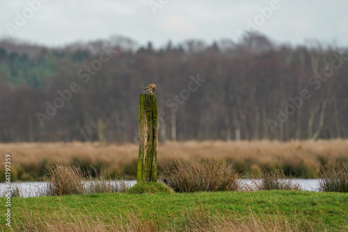 Obraz na płótnie Beautiful bird of prey, falcon sits on a dry branch in search of prey. Bird watching, similar falcons, natural background, forest, water, lake w salonie