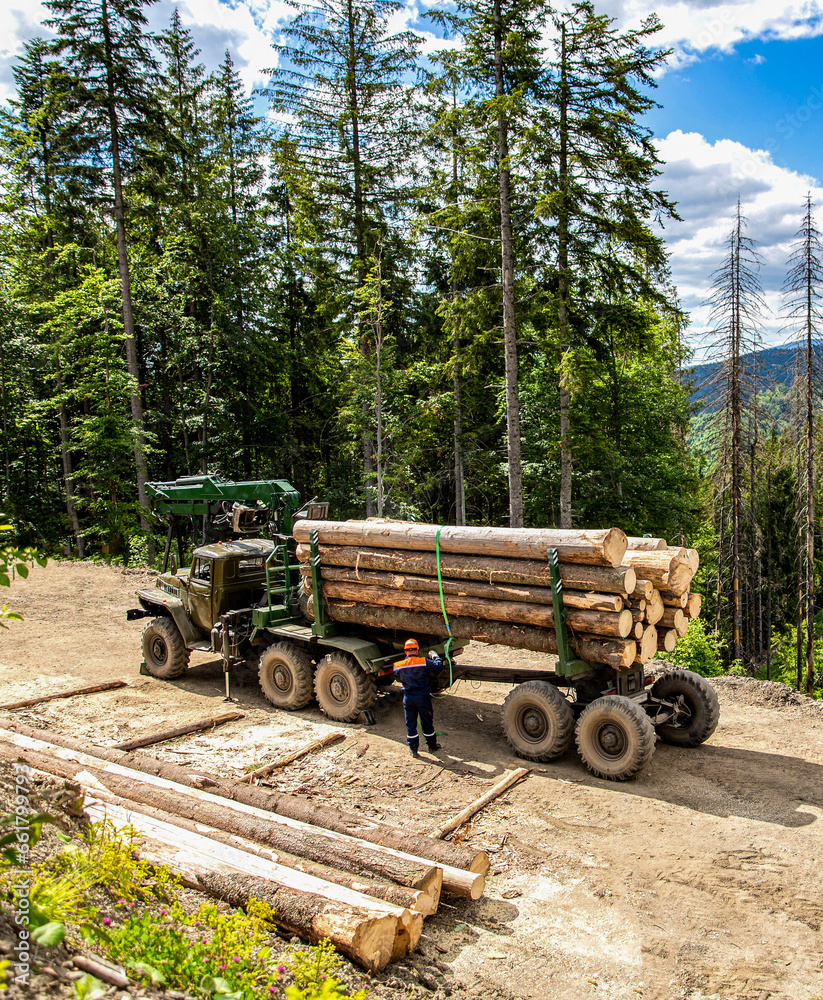 Felling of trees,cut trees , forest cutting area, forest protection concept. Lumberjack with modern harvester working in a forest. Wheel-mounted loader, timber grab
