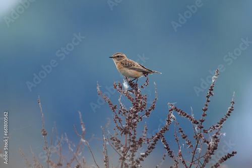 Juvenile Stonechat, Saxicola rubicola, bird singing