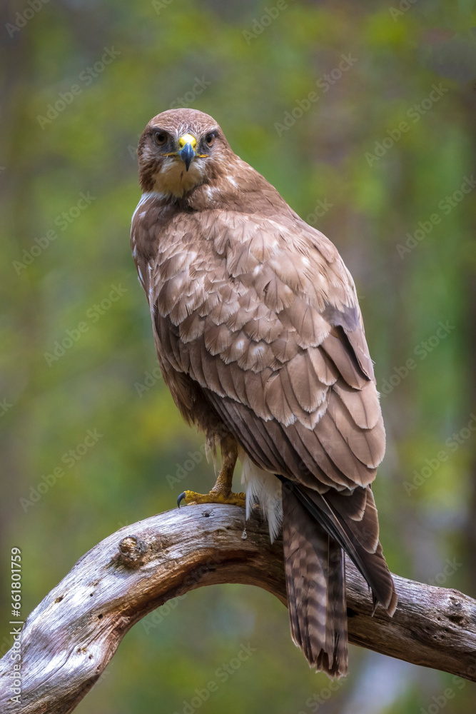 Common buzzard, Buteo Buteo, bird of prey perched Common buzzard, Buteo Buteo, bird of prey perched