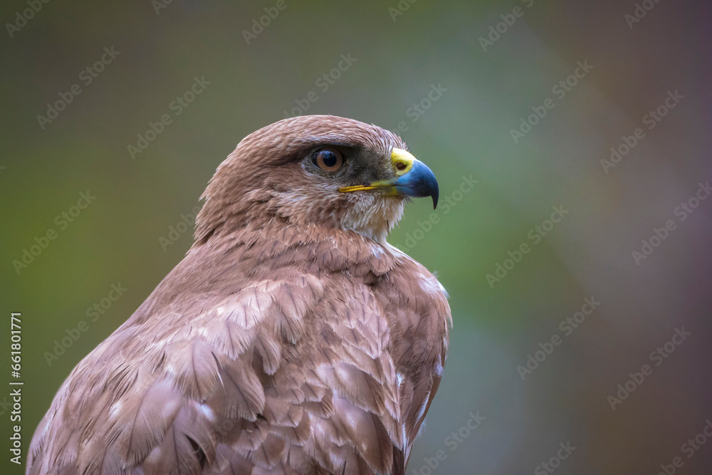 Common buzzard, Buteo Buteo, bird of prey perched