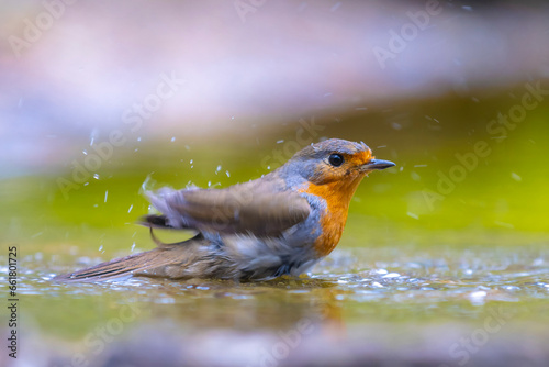 European robin bird Erithacus rubecula in water © Sander Meertins