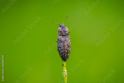 Agrypnus murinus, a species of click beetle photo