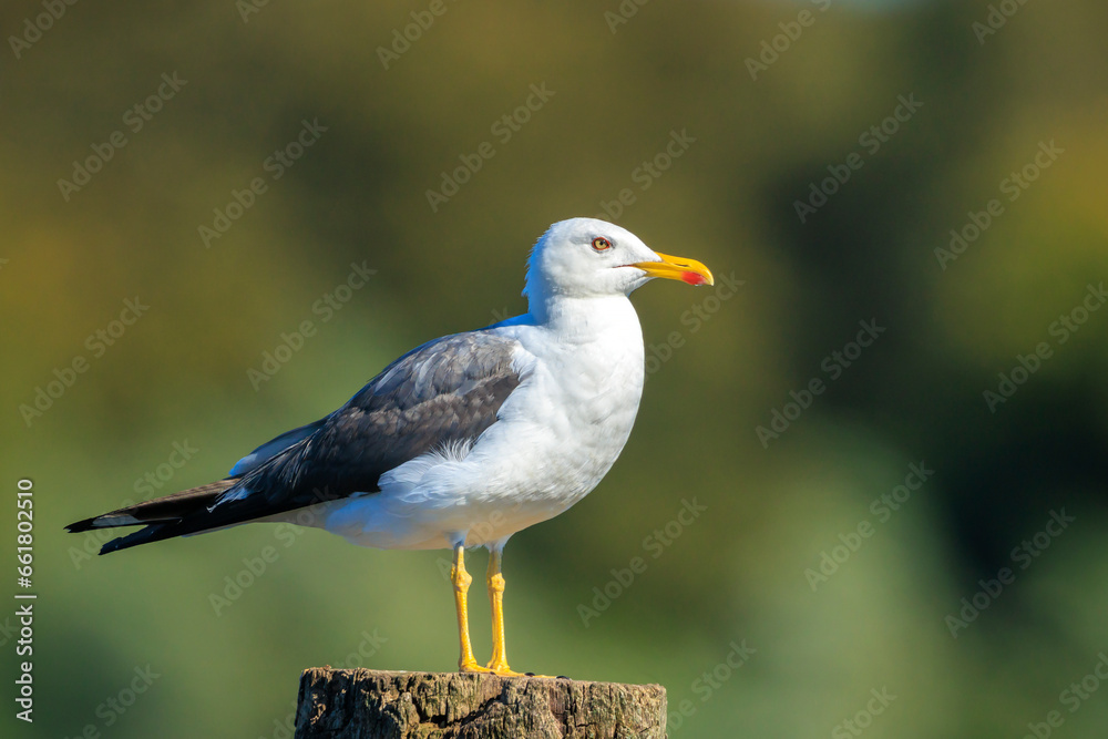Lesser black-backed gull, Larus fuscus, perched Lesser black-backed gull, Larus fuscus, perched