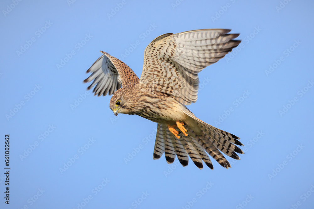 Fototapeta premium Kestrel, falco tinnunculus, bird of prey hunting