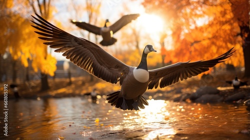 Canada Geese Migrating In Fall. Сoncept Fall Foliage, Breath-Taking Landscapes, Harvest Season, Pumpkin Patches, Cozy Sweater Weather photo