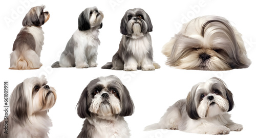 Shih Tzu dog puppy, many angles and view portrait side back head shot isolated on transparent background cutout, PNG file   © Sandra Chia