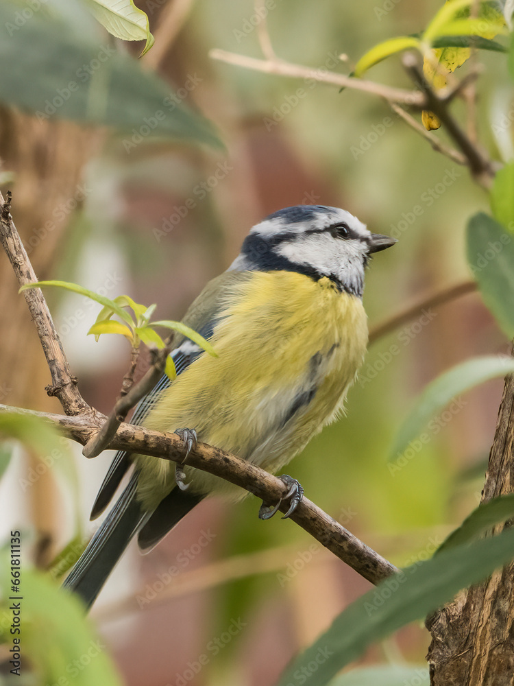 Fototapeta premium Bird