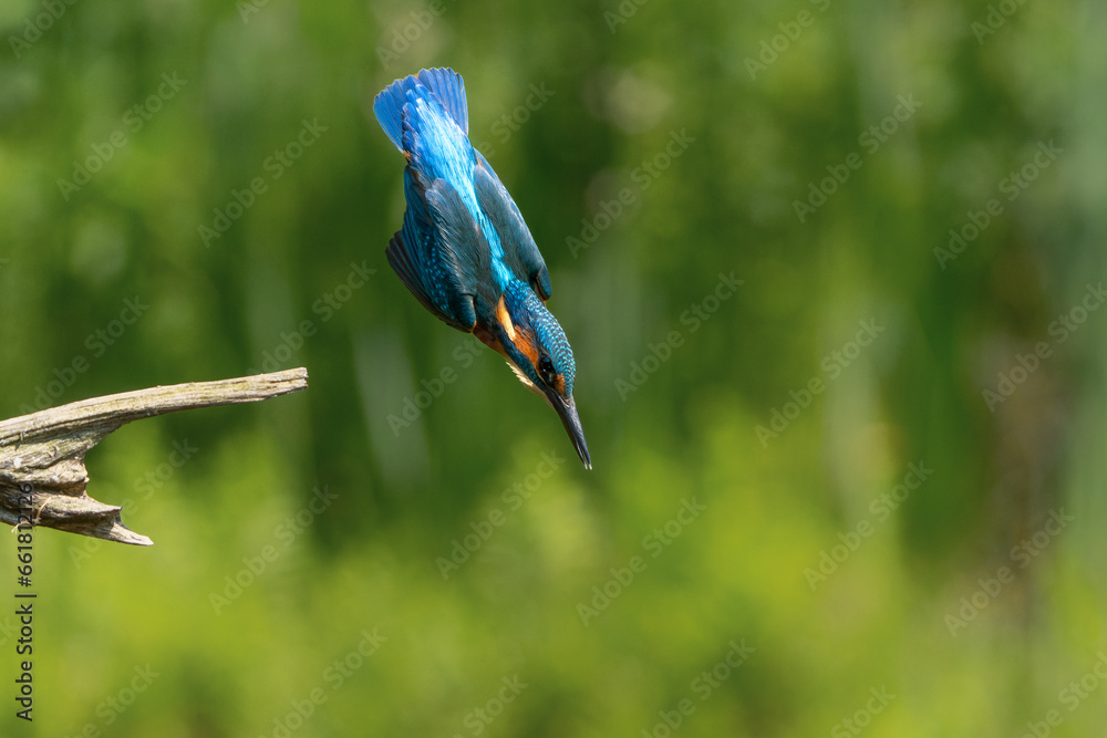 Obraz premium Common Kingfisher (Alcedo atthis) flying and diving for fish in the forest in the Netherlands