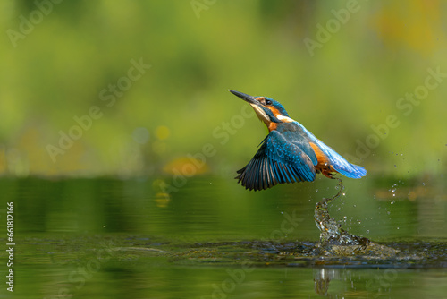 Photos Common Kingfisher (Alcedo atthis) flying and diving for fish in the forest in th