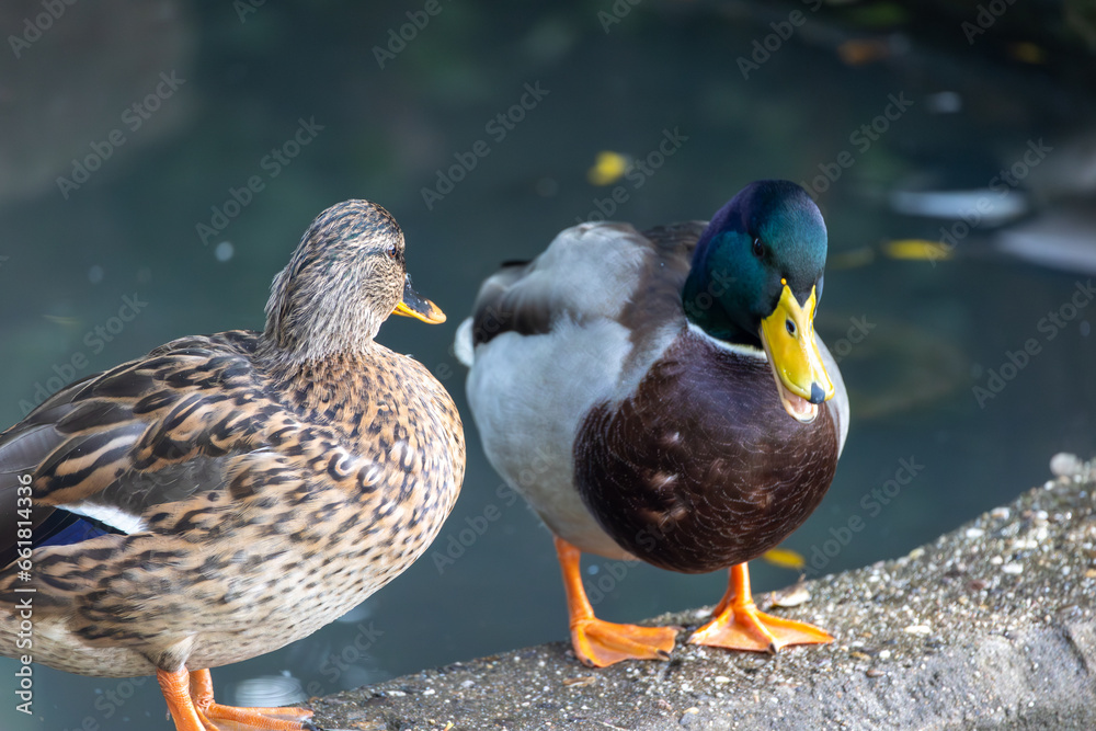 Two ducks in the park in Menden Sauerland Two ducks in the park in Menden Sauerland