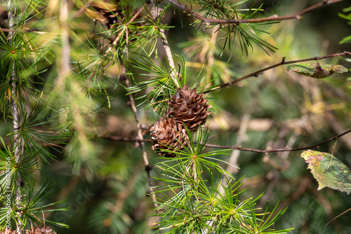 Green pine branch with a few cones in autumn in the Sauerland 