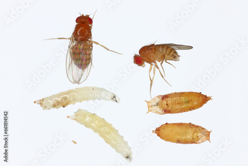 Vinegar fly, fruit fly (Drosophila melanogaster). All life stages: egg, larvae, pupa and adult fly in various shots. Isolated on a light background. photo
