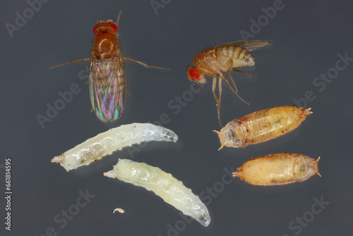 Vinegar fly, fruit fly (Drosophila melanogaster). All life stages: egg, larvae, pupa and adult fly in various shots. Isolated on a dark background. photo