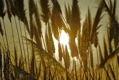 Cortaderia