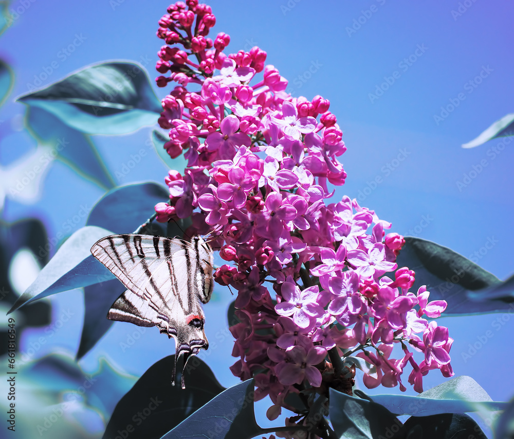 Butterfly machaon at the purple lilac