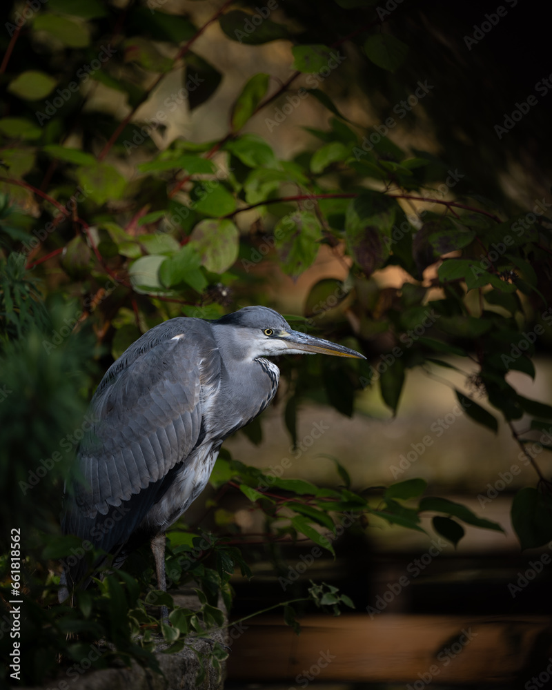 Fototapeta premium great heron