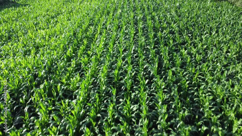 Cornfield aerial view. Agricultural field aerial view. Sustainable organic agriculture. Green corn field. Global food crisis concept. Cornfield aerial view. Agricultural field aerial view. Sustainable organic agriculture. Green corn field. Global food crisis concept.