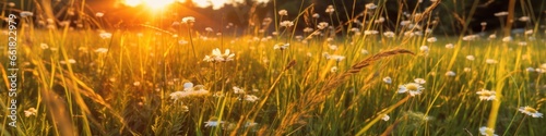 Wild grass on the field. Summer nature background