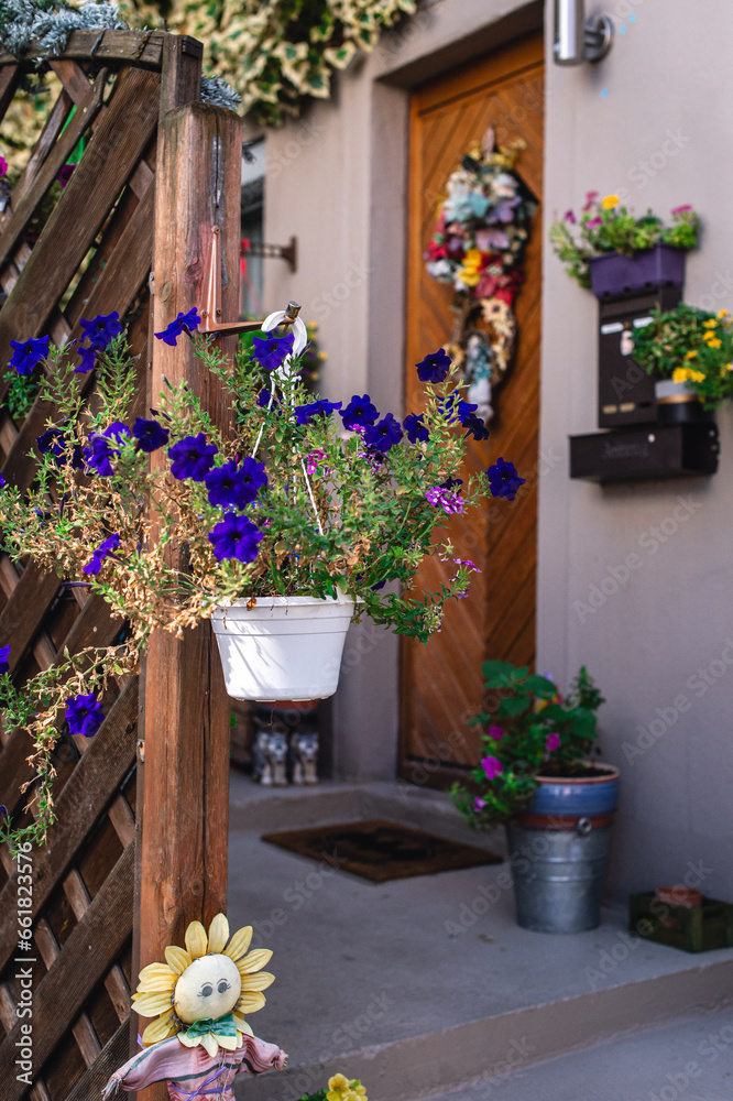 Fototapeta premium flowers in pots