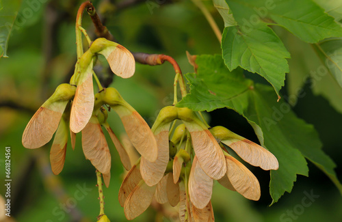 Die Samen eines Ahornbaumes hängen im Sommer noch am Ast.