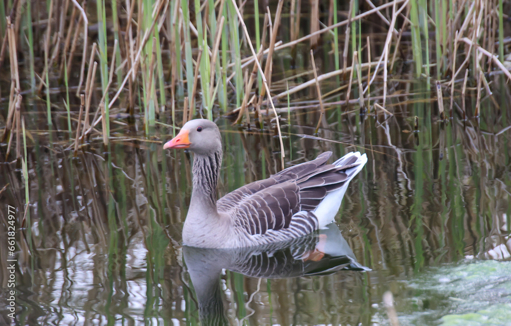 Fototapeta premium Ein Graugans am Rand, auf einem Teich.