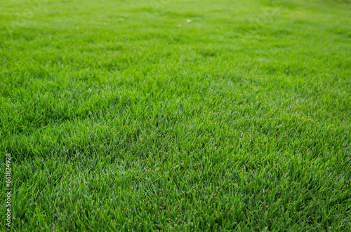 Eine Gras Textur, Blick auf einen saftig grünen Rasen.
