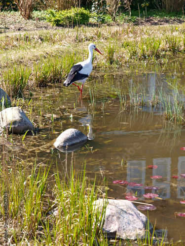 Elegant Stork: A Peaceful Moment by the Pond