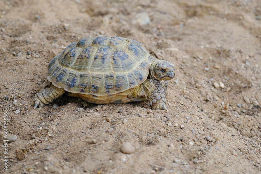 tortoise on the sand, Agrionemys horsfieldii tortoise on the sand, Agrionemys horsfieldii