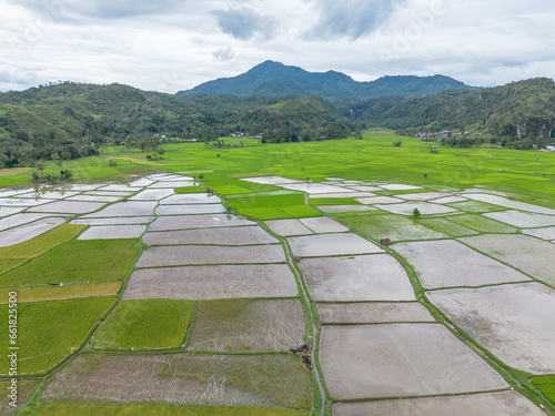 Aerial view of paddy rice field, Riau, Sumatra, Indonesia. photo