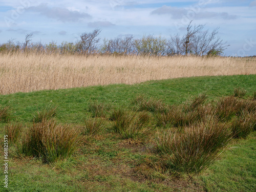 Lush Grassland Divided: Contrasting Textures of Tall Reeds and Verdant Meadows