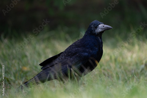 Rook on the grass, Corvus frugilegus photo