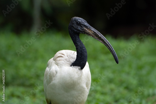 African Sacred Ibis, portrait of a bird photo