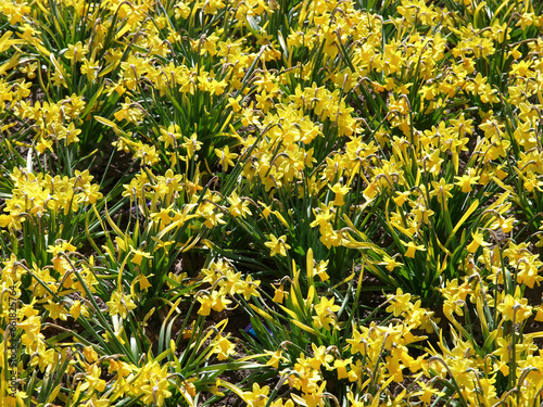 Sunny Fields of Gold: Spring Daffodils in Full Bloom