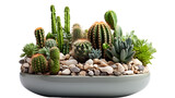 Mini Cactus Garden in Wide Flat Pot Isolated on Transparent or White Background, PNG