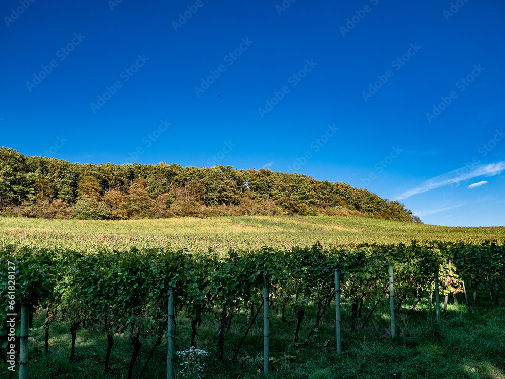Obraz premium Weinberge im Herbst