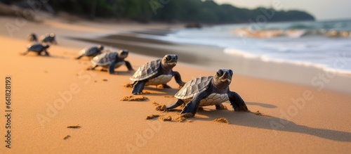 Newborn hawksbill sea turtle group heading towards the sea at Bahia beach Brazil With copyspace for text