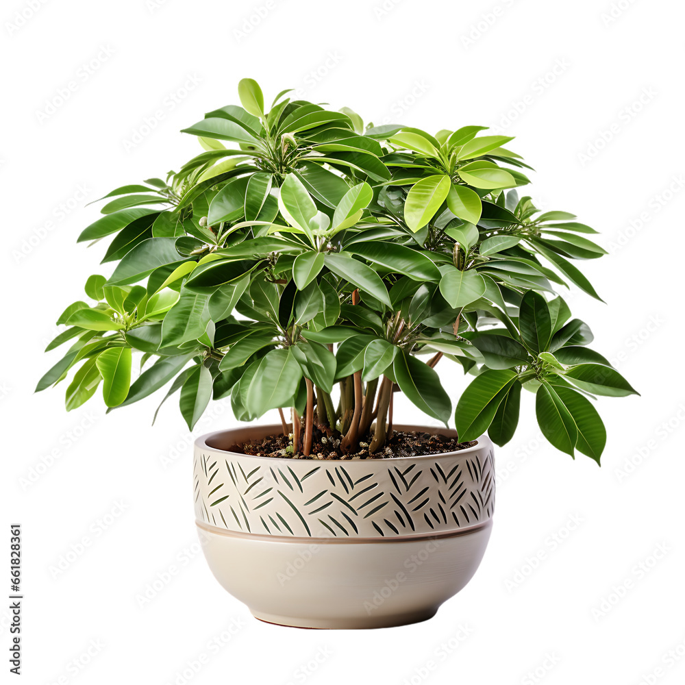 Schefflera Arboricola in Ceramic Pot Isolated on Transparent or White Background, PNG
