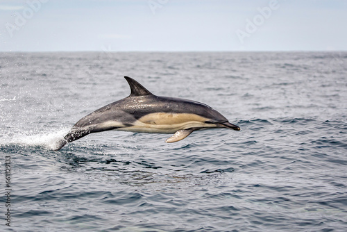 Common Dolphin  Dingle  Kerry  Ireland 