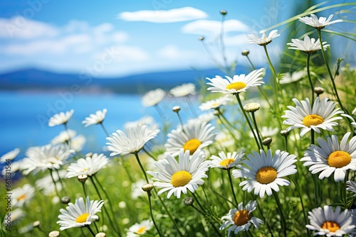 daisies on a grassy meadow under a blue sky with clouds