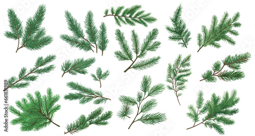 Foto set of illustration of spruce twigs