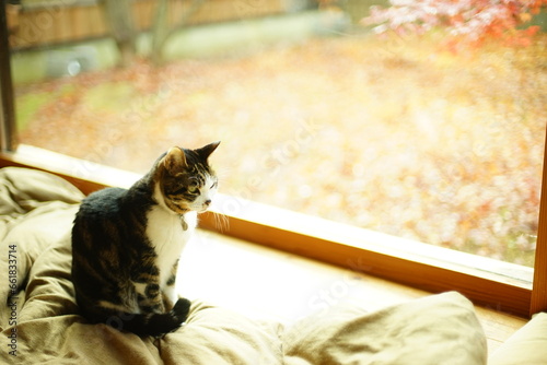 紅葉を背景にくつろぐキジ猫