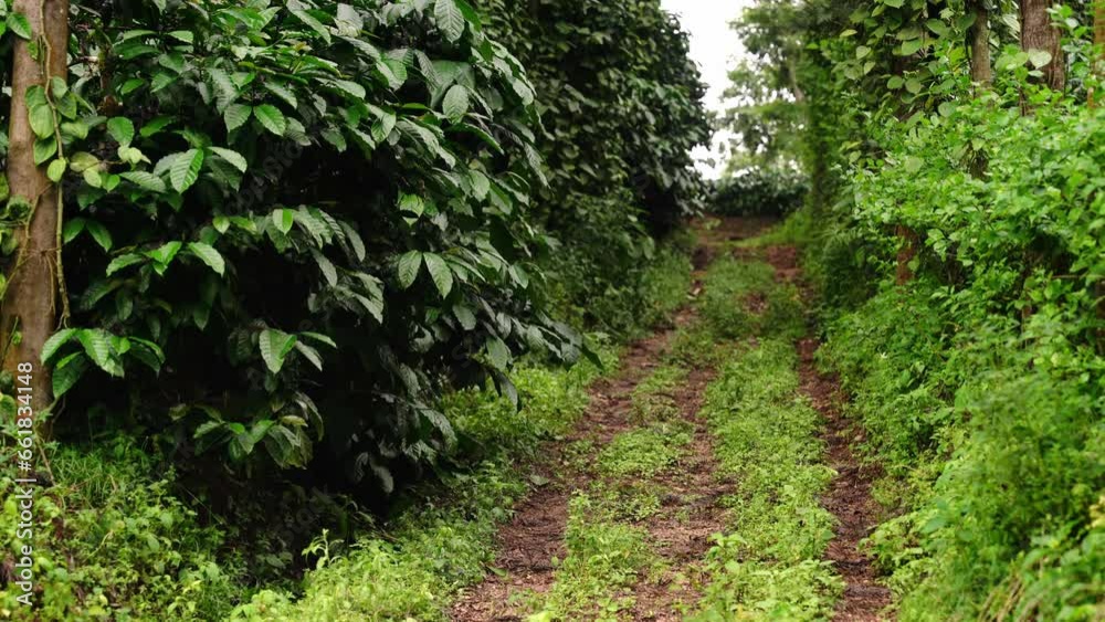 Coffee tree in coffee plantation on the mountain Coffee tree in coffee plantation on the mountain