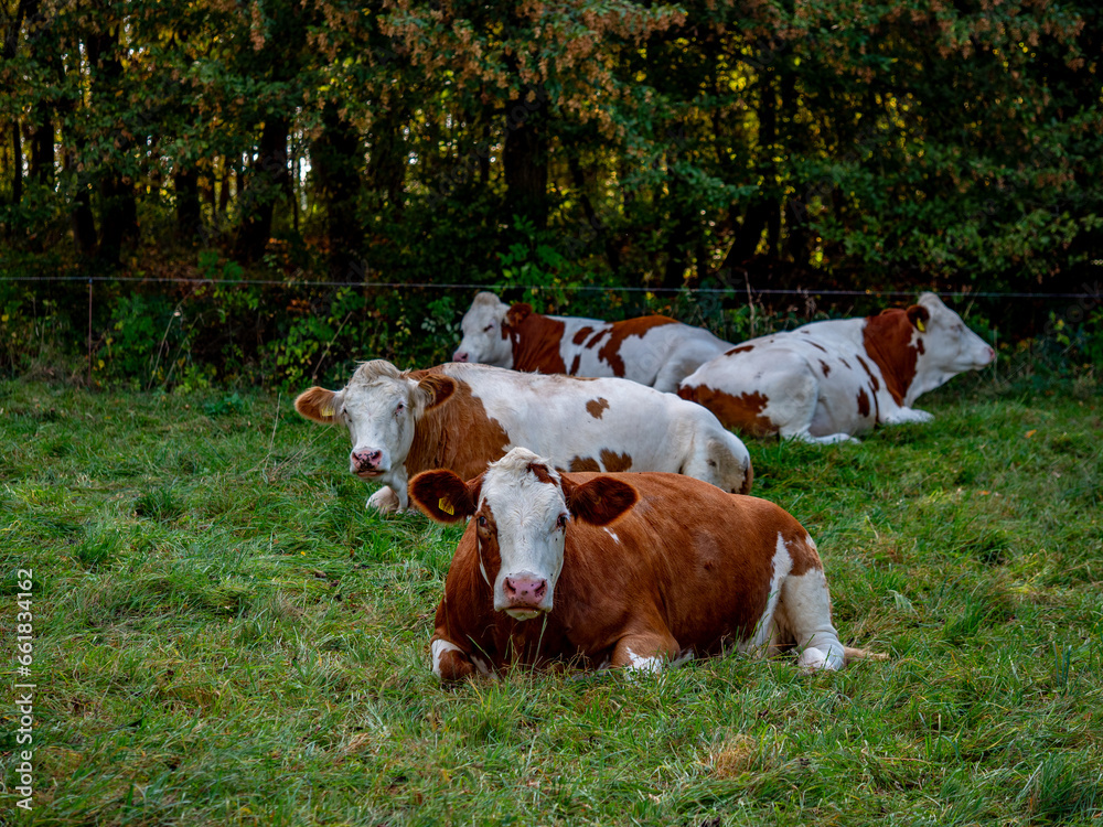 Kühe grasen auf einer Weide