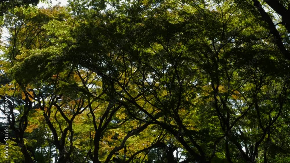 Landscape of trees with autumn leaves in the forest. Landscape of trees with autumn leaves in the forest.