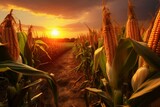 Corn cobs in plantation field at sunrise. Generative AI