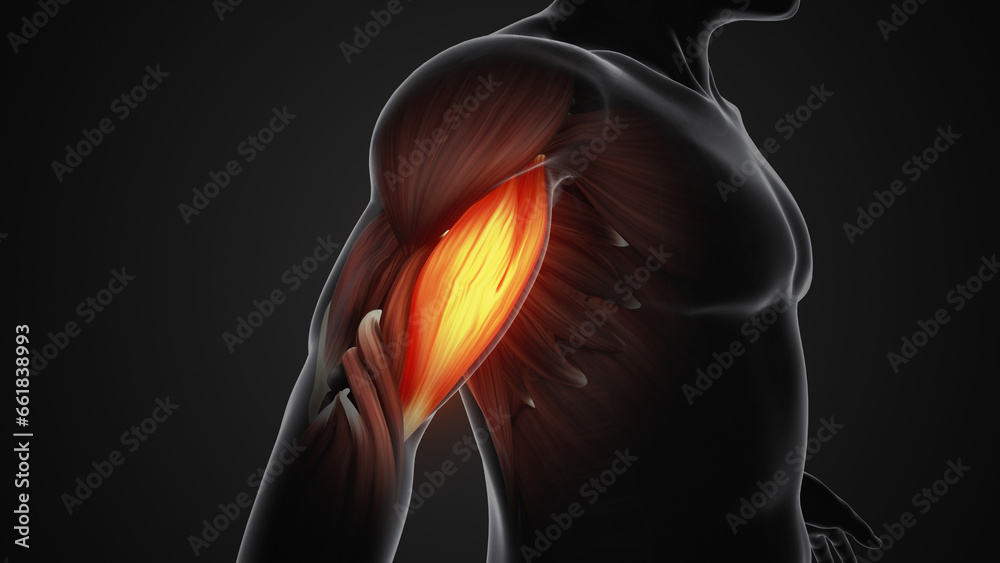 Pain and injury in the Biceps Muscles Stock Illustration | Adobe Stock